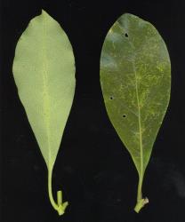 Image: D. Glenny, J. Cruickshank © Landcare Research 2014 